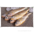 fresh frozen yellow croaker for sale